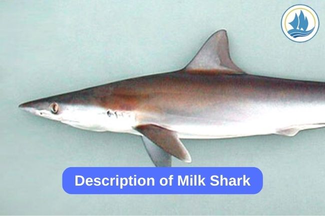 Description of Milk Shark 